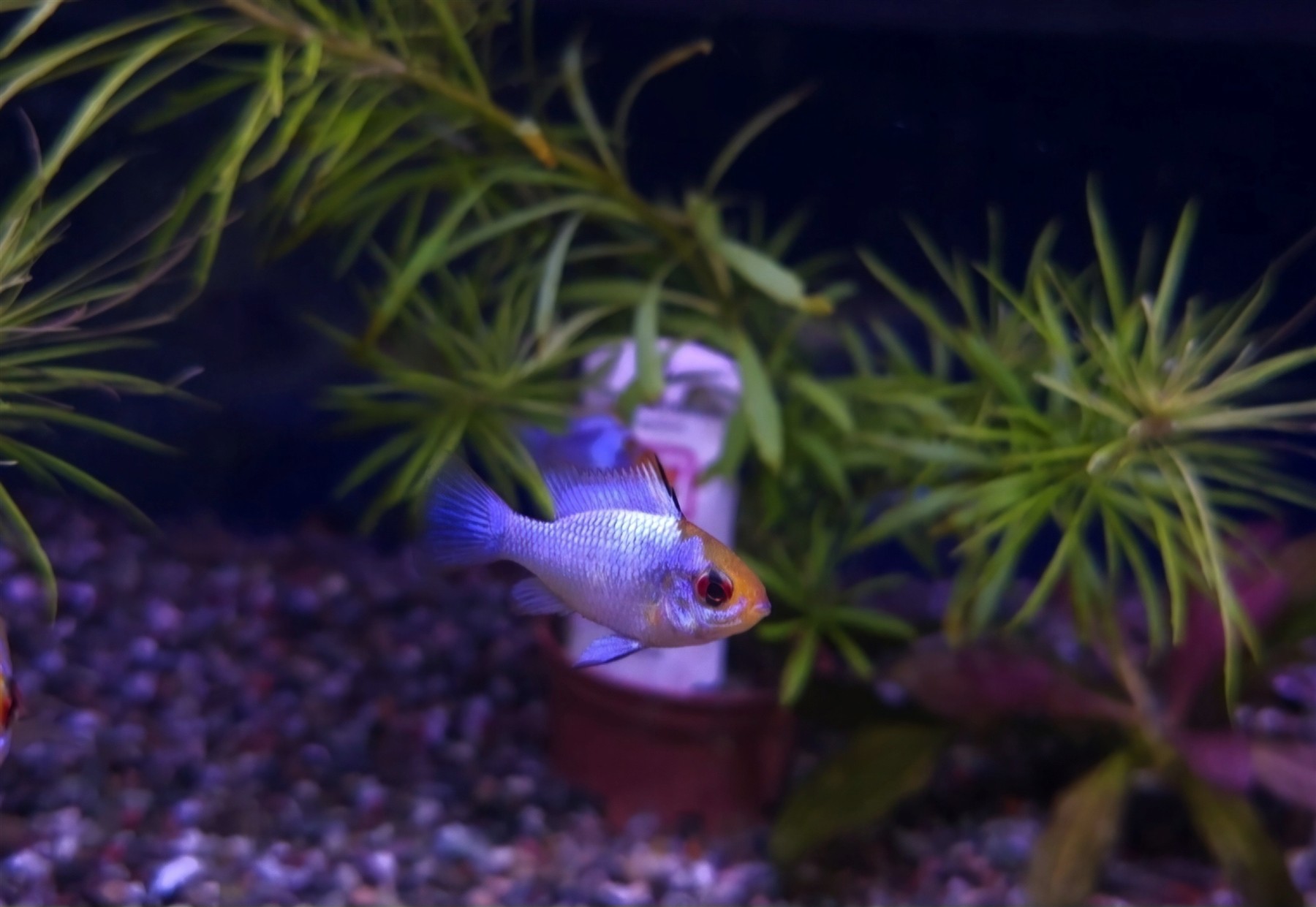 Mikrogeophagus ramirezi VF