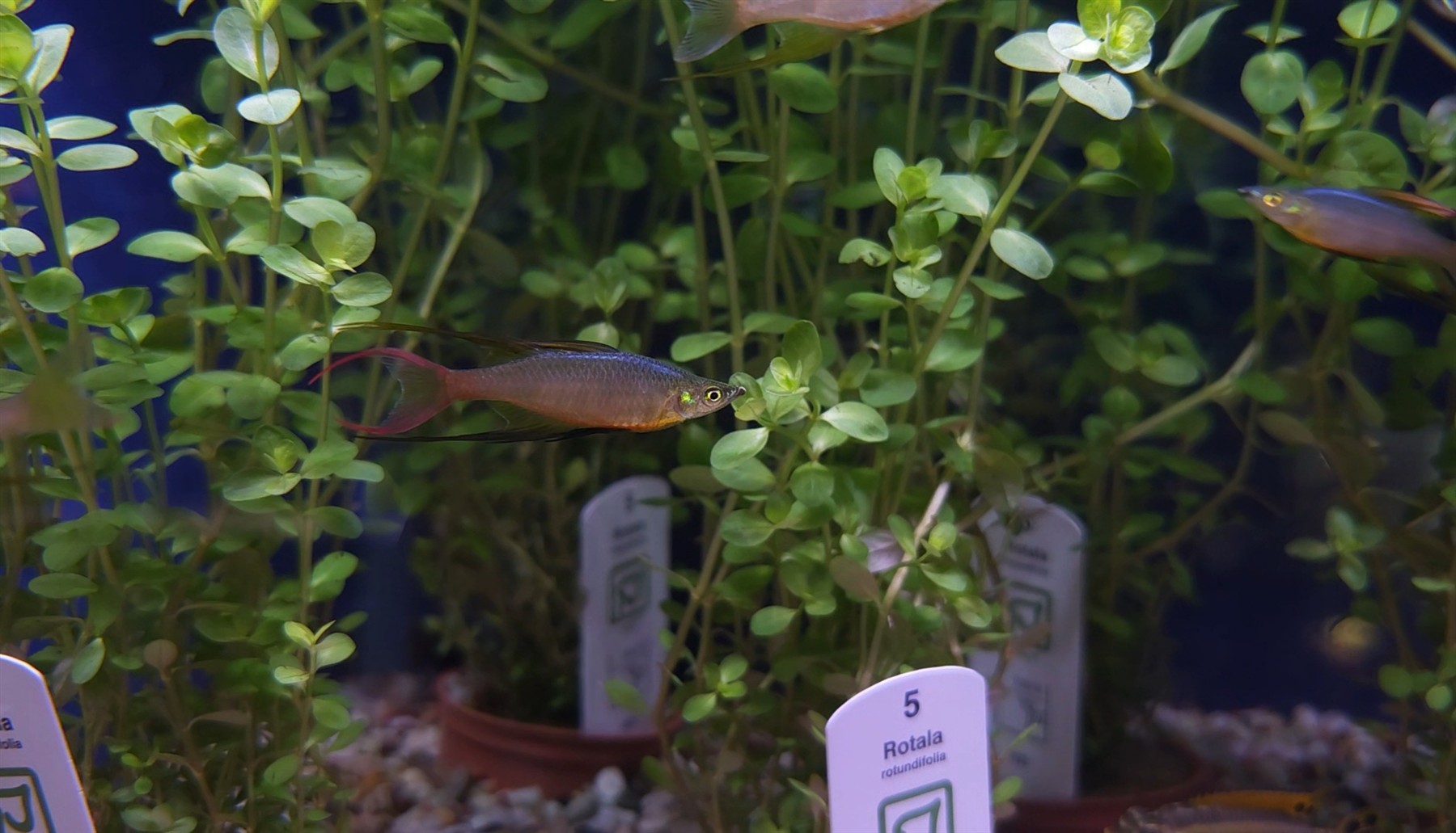 Professionellt skött akvarium
