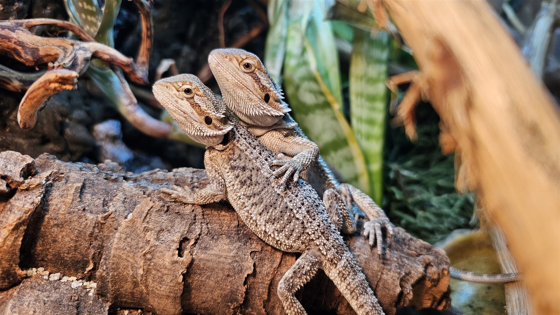 Pogona vitticeps